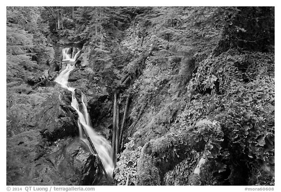 Multi-tiered Deer Creek Falls dropping in forest. Mount Rainier National Park (black and white)