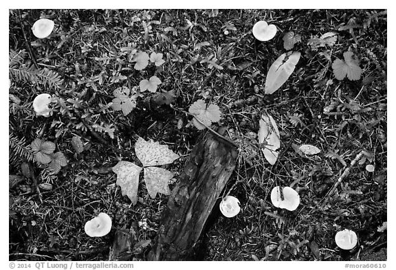 Close-up of forest floor with many mushrooms. Mount Rainier National Park (black and white)