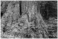 Base of tree trunk coverd with moss. Mount Rainier National Park ( black and white)