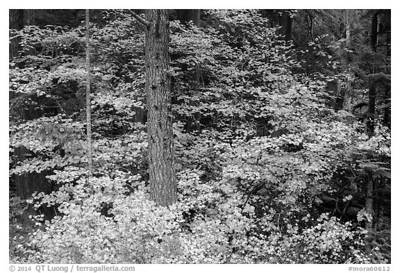 Vine maple in autumn foliage around tree. Mount Rainier National Park (black and white)