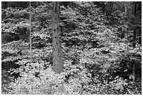 Vine maple in autumn foliage around tree. Mount Rainier National Park ( black and white)