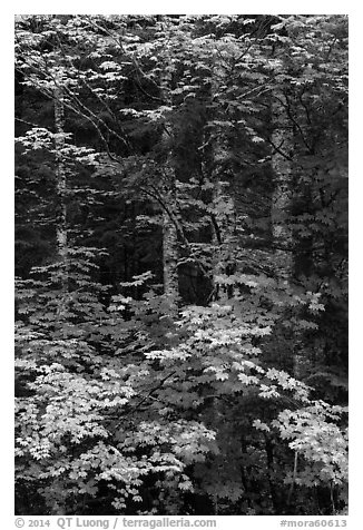 Vine maple and tree trunks. Mount Rainier National Park (black and white)