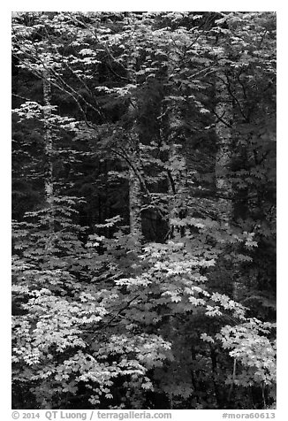 Vine maple and tree trunks. Mount Rainier National Park (black and white)