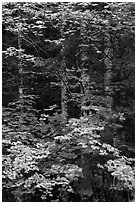 Vine maple and tree trunks. Mount Rainier National Park ( black and white)