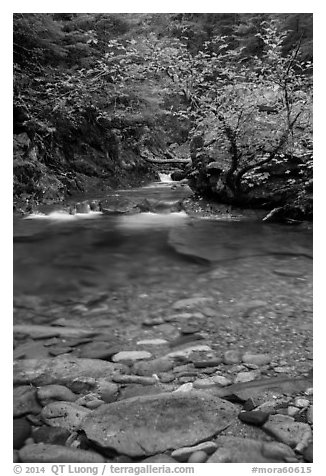 Water flowing in Panther Creek. Mount Rainier National Park (black and white)