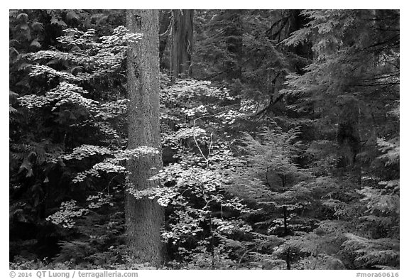 Ohanapecosh rain forest with vine maple in autumn. Mount Rainier National Park (black and white)