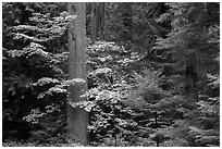 Ohanapecosh rain forest with vine maple in autumn. Mount Rainier National Park ( black and white)