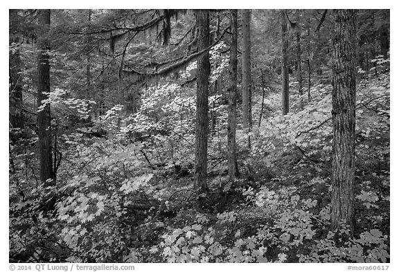 Rain forest in autumn, Ohanapecosh. Mount Rainier National Park (black and white)