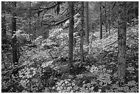 Rain forest in autumn, Ohanapecosh. Mount Rainier National Park ( black and white)