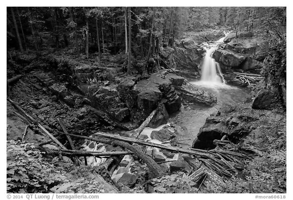 Silver Falls of the Ohanapecosh River. Mount Rainier National Park (black and white)