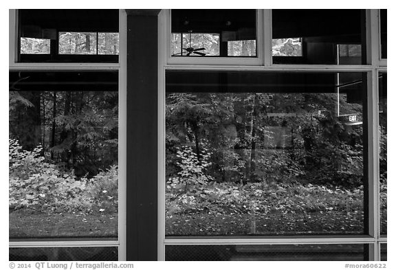 Rain forest window reflexion, Ohanapecosh Visitor Center. Mount Rainier National Park (black and white)