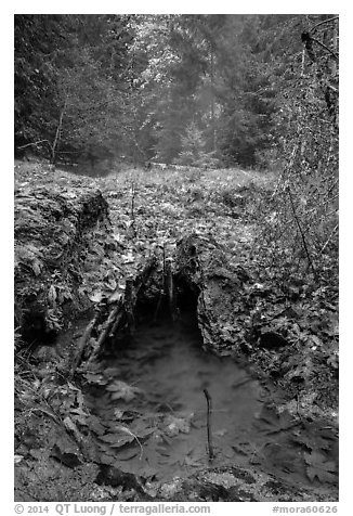 Ohanapecosh hot springs. Mount Rainier National Park (black and white)