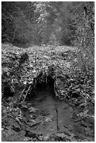 Ohanapecosh hot springs. Mount Rainier National Park ( black and white)