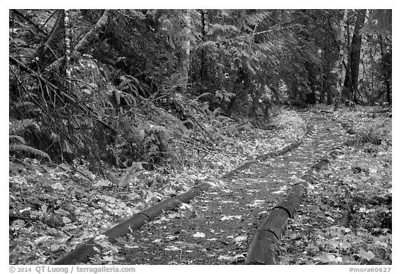 Forest trail in autumn, Ohanapecosh. Mount Rainier National Park (black and white)
