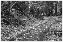 Forest trail in autumn, Ohanapecosh. Mount Rainier National Park ( black and white)