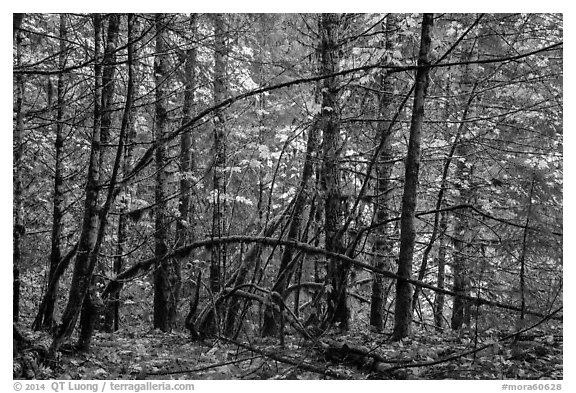 Mossy trees and autumn foliage, Ohanapecosh. Mount Rainier National Park (black and white)