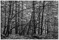 Mossy trees and autumn foliage, Ohanapecosh. Mount Rainier National Park ( black and white)