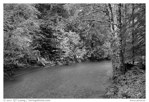 Ohanapecosh river bordered by trees in fall foliage. Mount Rainier National Park (black and white)