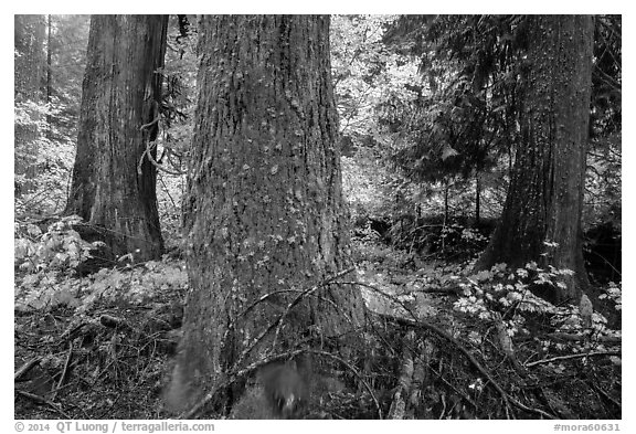 Grove of the Patriarchs in autumn. Mount Rainier National Park (black and white)