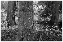 Grove of the Patriarchs in autumn. Mount Rainier National Park ( black and white)