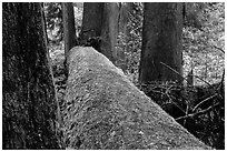 Fallen tree in autum, Grove of the Patriarchs. Mount Rainier National Park ( black and white)