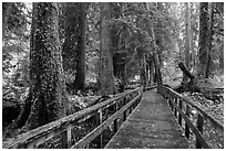 Boardwalk in autumn, Grove of the Patriarchs. Mount Rainier National Park ( black and white)