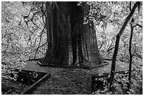 Largest tree in the Grove of the Patriarchs. Mount Rainier National Park ( black and white)