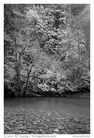 Vine maple in fall foliage along the Ohanapecosh River. Mount Rainier National Park (black and white)