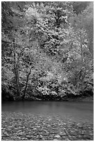 Vine maple in fall foliage along the Ohanapecosh River. Mount Rainier National Park ( black and white)