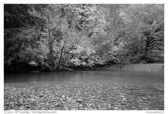 Pebbles, Ohanapecosh River, and autumn foliage. Mount Rainier National Park (black and white)