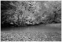 Pebbles, Ohanapecosh River, and autumn foliage. Mount Rainier National Park ( black and white)