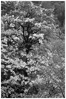 Bright yellow leaves and mossy tree, Ohanapecosh. Mount Rainier National Park ( black and white)