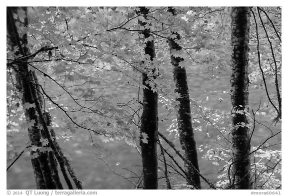 Maple trees leaves and branches lining up Ohanapecosh River. Mount Rainier National Park (black and white)