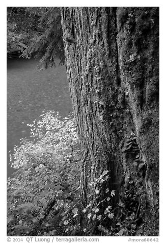 Based of trunk with mushrooms and Ohanapecosh River. Mount Rainier National Park (black and white)