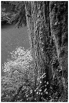 Based of trunk with mushrooms and Ohanapecosh River. Mount Rainier National Park ( black and white)