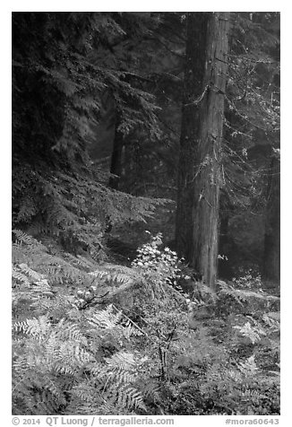 Ferns in autum color and old-growth forest. Mount Rainier National Park (black and white)