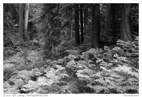 Ferns and old growth forest in autumn. Mount Rainier National Park (black and white)