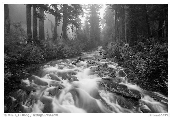 Stream above Narada Falls in fog. Mount Rainier National Park (black and white)