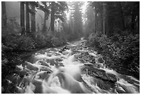 Stream above Narada Falls in fog. Mount Rainier National Park ( black and white)