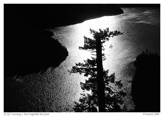 Backlit Tree and Diablo lake, North Cascades National Park Service Complex.  (black and white)