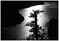 Backlit Tree and Diablo lake, North Cascades National Park Service Complex. Washington, USA. (black and white)