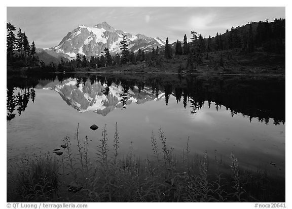 Fireweed, Mount Shuksan reflected in Picture lake, sunset. Washington, USA.