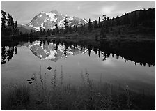 Fireweed, Mount Shuksan reflected in Picture lake, sunset. Washington, USA. (black and white)