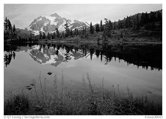 Fireweed flowers, lake with mountain reflections, Mt Shuksan, sunset, North Cascades National Park.  (black and white)