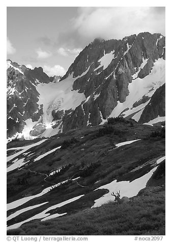 Elk and peaks, early summer, Sahale Arm, North Cascades National Park. Washington, USA.