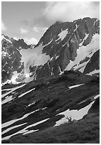 Elk and peaks, early summer, Sahale Arm, North Cascades National Park. Washington, USA. (black and white)