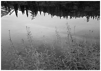 Reflections in Picture lake, sunset,  North Cascades National Park. Washington, USA. (black and white)