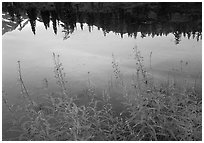 Pictures of Fireweed