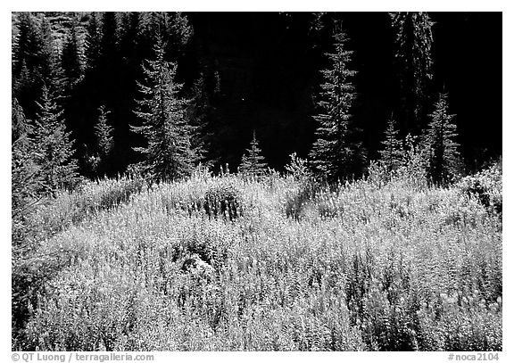 Wildflowers and spruce trees, North Cascades National Park.  (black and white)