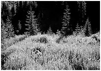 Wildflowers and spruce trees, North Cascades National Park. Washington, USA. (black and white)